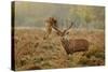 Red Deer (Cervus Elaphus) Stag Thrashing Bracken, Rutting Season, Bushy Park, London, UK, October-Terry Whittaker-Stretched Canvas