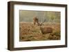 Red Deer (Cervus Elaphus) Stag Thrashing Bracken, Rutting Season, Bushy Park, London, UK, October-Terry Whittaker-Framed Photographic Print