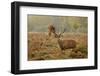 Red Deer (Cervus Elaphus) Stag Thrashing Bracken, Rutting Season, Bushy Park, London, UK, October-Terry Whittaker-Framed Photographic Print