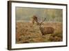 Red Deer (Cervus Elaphus) Stag Thrashing Bracken, Rutting Season, Bushy Park, London, UK, October-Terry Whittaker-Framed Photographic Print