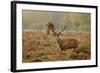 Red Deer (Cervus Elaphus) Stag Thrashing Bracken, Rutting Season, Bushy Park, London, UK, October-Terry Whittaker-Framed Photographic Print