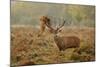 Red Deer (Cervus Elaphus) Stag Thrashing Bracken, Rutting Season, Bushy Park, London, UK, October-Terry Whittaker-Mounted Photographic Print