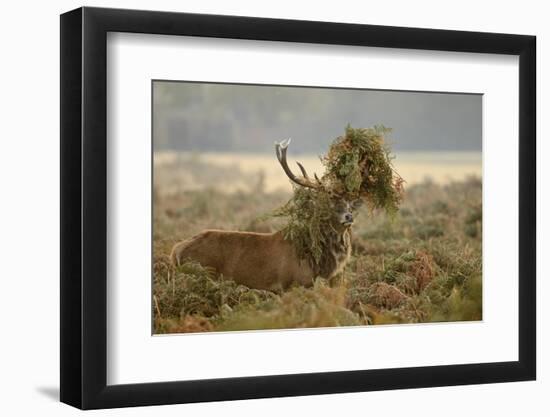 Red Deer (Cervus Elaphus) Stag Thrashing Bracken, Rutting Season, Bushy Park, London, UK, October-Terry Whittaker-Framed Photographic Print