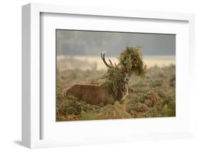 Red Deer (Cervus Elaphus) Stag Thrashing Bracken, Rutting Season, Bushy Park, London, UK, October-Terry Whittaker-Framed Photographic Print