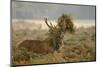 Red Deer (Cervus Elaphus) Stag Thrashing Bracken, Rutting Season, Bushy Park, London, UK, October-Terry Whittaker-Mounted Photographic Print