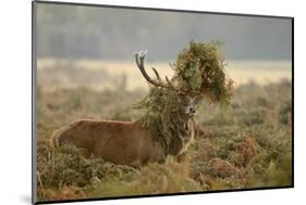 Red Deer (Cervus Elaphus) Stag Thrashing Bracken, Rutting Season, Bushy Park, London, UK, October-Terry Whittaker-Mounted Photographic Print