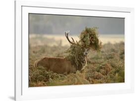 Red Deer (Cervus Elaphus) Stag Thrashing Bracken, Rutting Season, Bushy Park, London, UK, October-Terry Whittaker-Framed Photographic Print