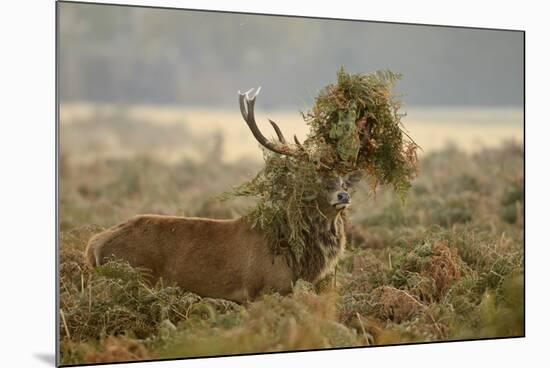 Red Deer (Cervus Elaphus) Stag Thrashing Bracken, Rutting Season, Bushy Park, London, UK, October-Terry Whittaker-Mounted Photographic Print