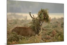 Red Deer (Cervus Elaphus) Stag Thrashing Bracken, Rutting Season, Bushy Park, London, UK, October-Terry Whittaker-Mounted Photographic Print