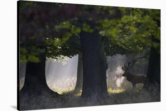 Red Deer (Cervus Elaphus) Stag under Trees, During Rut, Klampenborg Dyrehaven, Denmark, September-Möllers-Stretched Canvas