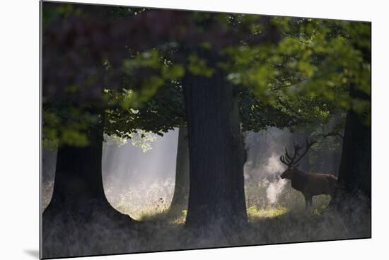 Red Deer (Cervus Elaphus) Stag under Trees, During Rut, Klampenborg Dyrehaven, Denmark, September-Möllers-Mounted Photographic Print