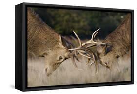 Red Deer (Cervus Elaphus) Stags Fighting During Rut, Richmond Park, London, England, UK, October-Bertie Gregory-Framed Stretched Canvas