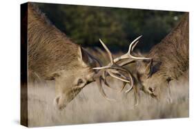 Red Deer (Cervus Elaphus) Stags Fighting During Rut, Richmond Park, London, England, UK, October-Bertie Gregory-Stretched Canvas