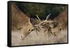 Red Deer (Cervus Elaphus) Stags Fighting During Rut, Richmond Park, London, England, UK, October-Bertie Gregory-Framed Stretched Canvas