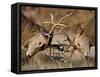 Red Deer (Cervus Elaphus) Stags Fighting During Rut, Richmond Park, London, England, UK, October-Bertie Gregory-Framed Stretched Canvas