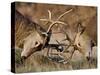 Red Deer (Cervus Elaphus) Stags Fighting During Rut, Richmond Park, London, England, UK, October-Bertie Gregory-Stretched Canvas