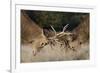 Red Deer (Cervus Elaphus) Stags Fighting During Rut, Richmond Park, London, England, UK, October-Bertie Gregory-Framed Photographic Print