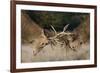 Red Deer (Cervus Elaphus) Stags Fighting During Rut, Richmond Park, London, England, UK, October-Bertie Gregory-Framed Photographic Print