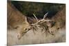 Red Deer (Cervus Elaphus) Stags Fighting During Rut, Richmond Park, London, England, UK, October-Bertie Gregory-Mounted Photographic Print