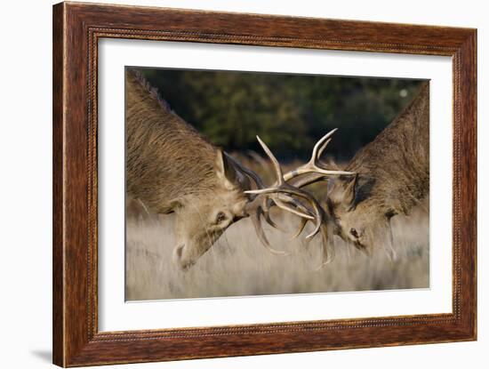 Red Deer (Cervus Elaphus) Stags Fighting During Rut, Richmond Park, London, England, UK, October-Bertie Gregory-Framed Photographic Print