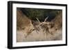 Red Deer (Cervus Elaphus) Stags Fighting During Rut, Richmond Park, London, England, UK, October-Bertie Gregory-Framed Photographic Print