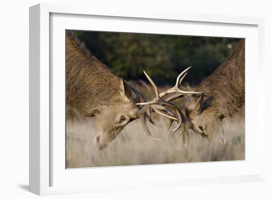 Red Deer (Cervus Elaphus) Stags Fighting During Rut, Richmond Park, London, England, UK, October-Bertie Gregory-Framed Photographic Print