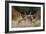 Red Deer (Cervus Elaphus) Stags Fighting During Rut, Richmond Park, London, England, UK, October-Bertie Gregory-Framed Photographic Print