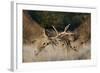 Red Deer (Cervus Elaphus) Stags Fighting During Rut, Richmond Park, London, England, UK, October-Bertie Gregory-Framed Photographic Print