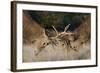 Red Deer (Cervus Elaphus) Stags Fighting During Rut, Richmond Park, London, England, UK, October-Bertie Gregory-Framed Photographic Print