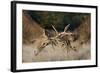 Red Deer (Cervus Elaphus) Stags Fighting During Rut, Richmond Park, London, England, UK, October-Bertie Gregory-Framed Photographic Print