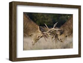 Red Deer (Cervus Elaphus) Stags Fighting During Rut, Richmond Park, London, England, UK, October-Bertie Gregory-Framed Photographic Print