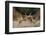 Red Deer (Cervus Elaphus) Stags Fighting During Rut, Richmond Park, London, England, UK, October-Bertie Gregory-Framed Photographic Print