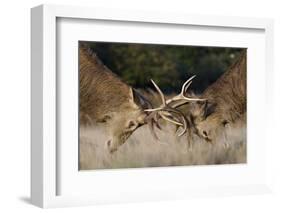 Red Deer (Cervus Elaphus) Stags Fighting During Rut, Richmond Park, London, England, UK, October-Bertie Gregory-Framed Photographic Print