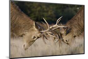 Red Deer (Cervus Elaphus) Stags Fighting During Rut, Richmond Park, London, England, UK, October-Bertie Gregory-Mounted Photographic Print