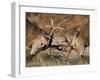 Red Deer (Cervus Elaphus) Stags Fighting During Rut, Richmond Park, London, England, UK, October-Bertie Gregory-Framed Photographic Print