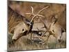 Red Deer (Cervus Elaphus) Stags Fighting During Rut, Richmond Park, London, England, UK, October-Bertie Gregory-Mounted Photographic Print