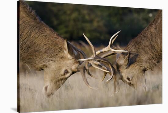 Red Deer (Cervus Elaphus) Stags Fighting During Rut, Richmond Park, London, England, UK, October-Bertie Gregory-Stretched Canvas