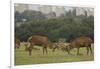 Red deer (Cervus elaphus) stags fighting during rut, Richmond Park, London, England-John Cancalosi-Framed Photographic Print