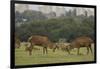 Red deer (Cervus elaphus) stags fighting during rut, Richmond Park, London, England-John Cancalosi-Framed Photographic Print