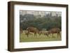 Red deer (Cervus elaphus) stags fighting during rut, Richmond Park, London, England-John Cancalosi-Framed Photographic Print