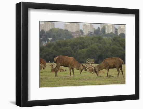 Red deer (Cervus elaphus) stags fighting during rut, Richmond Park, London, England-John Cancalosi-Framed Photographic Print