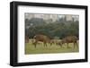 Red deer (Cervus elaphus) stags fighting during rut, Richmond Park, London, England-John Cancalosi-Framed Photographic Print