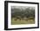 Red deer (Cervus elaphus) stags fighting during rut, Richmond Park, London, England-John Cancalosi-Framed Photographic Print