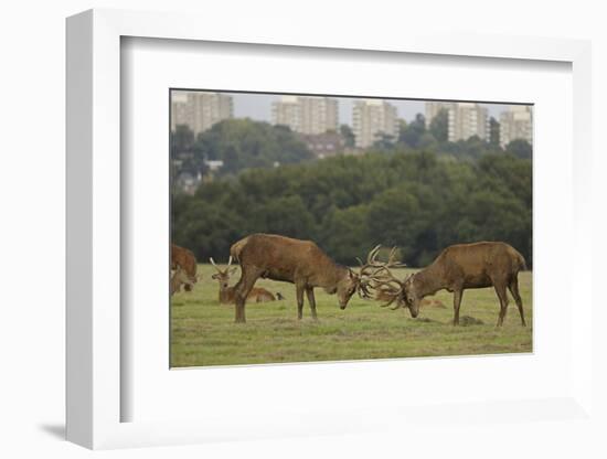 Red deer (Cervus elaphus) stags fighting during rut, Richmond Park, London, England-John Cancalosi-Framed Photographic Print