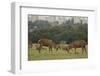 Red deer (Cervus elaphus) stags fighting during rut, Richmond Park, London, England-John Cancalosi-Framed Photographic Print