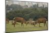 Red deer (Cervus elaphus) stags fighting during rut, Richmond Park, London, England-John Cancalosi-Mounted Photographic Print
