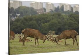 Red deer (Cervus elaphus) stags fighting during rut, Richmond Park, London, England-John Cancalosi-Stretched Canvas