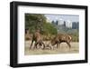 Red Deer (Cervus Elaphus) Stags Fighting, with Building in the Background, Richmond Park, UK-Bertie Gregory-Framed Photographic Print