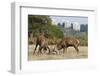 Red Deer (Cervus Elaphus) Stags Fighting, with Building in the Background, Richmond Park, UK-Bertie Gregory-Framed Photographic Print