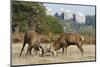 Red Deer (Cervus Elaphus) Stags Fighting, with Building in the Background, Richmond Park, UK-Bertie Gregory-Mounted Photographic Print